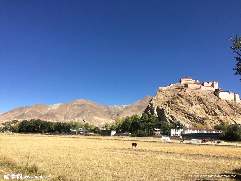 高山下的麦田