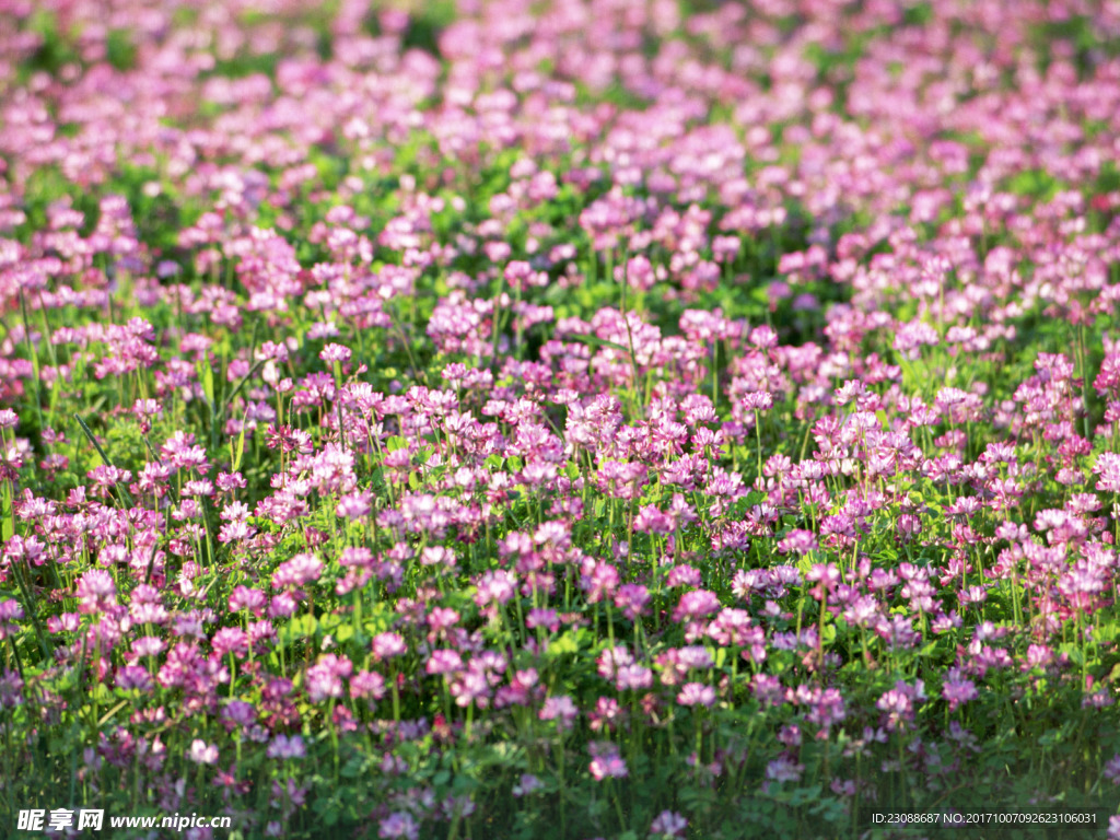花