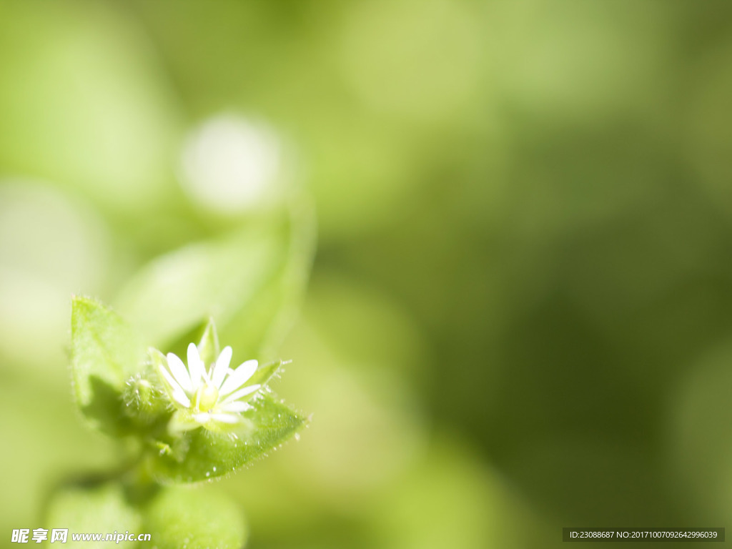 花
