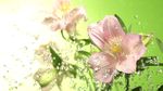 高清实拍慢镜头水珠与花朵背景