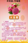 火龙果海报