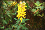 小黄花