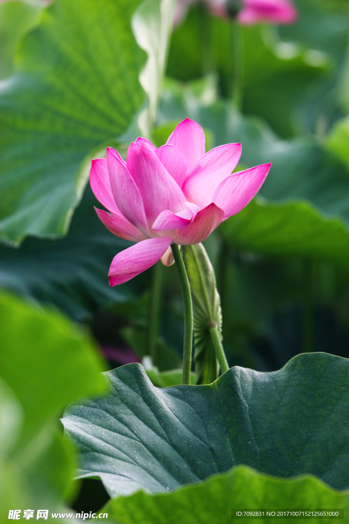 荷花