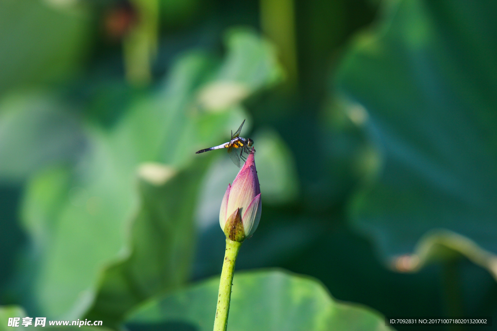 荷花