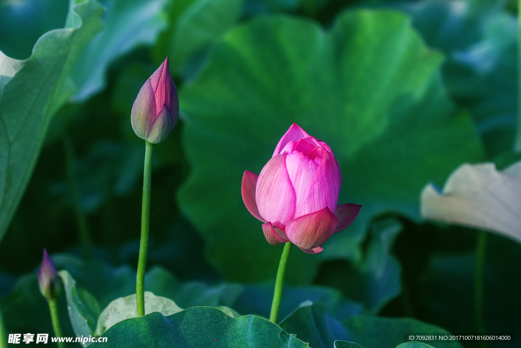 荷花