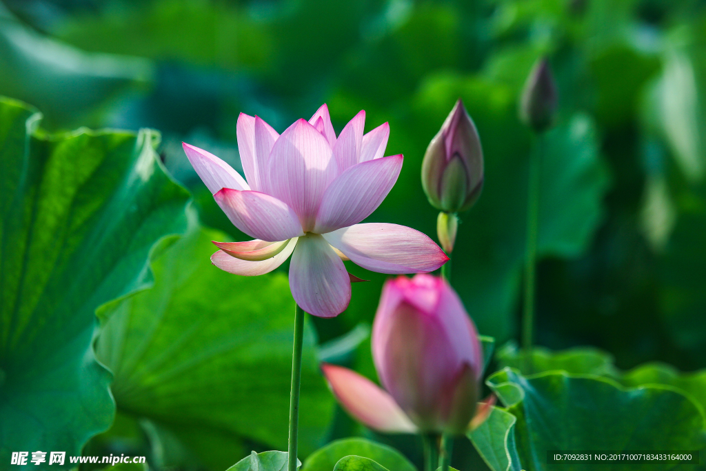 荷花