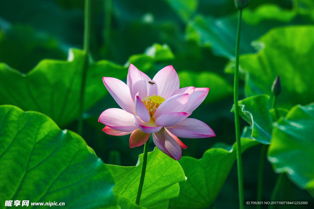 荷花