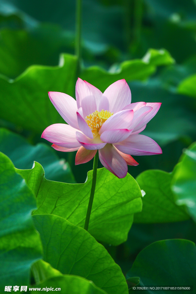 荷花
