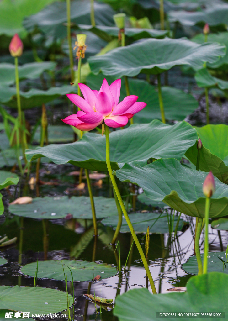 荷花