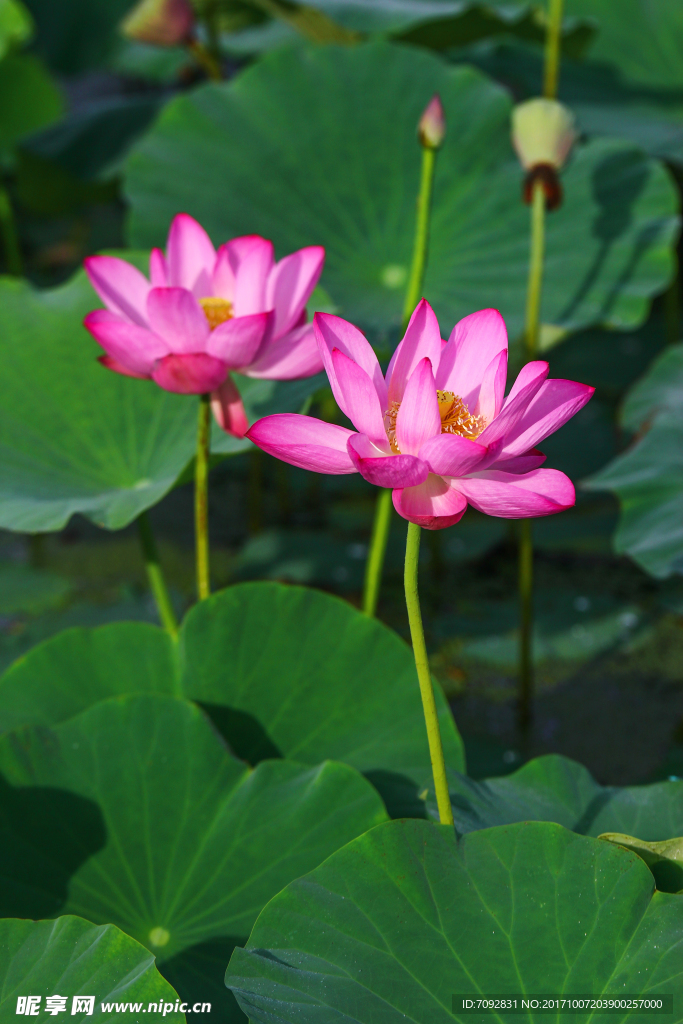 荷花