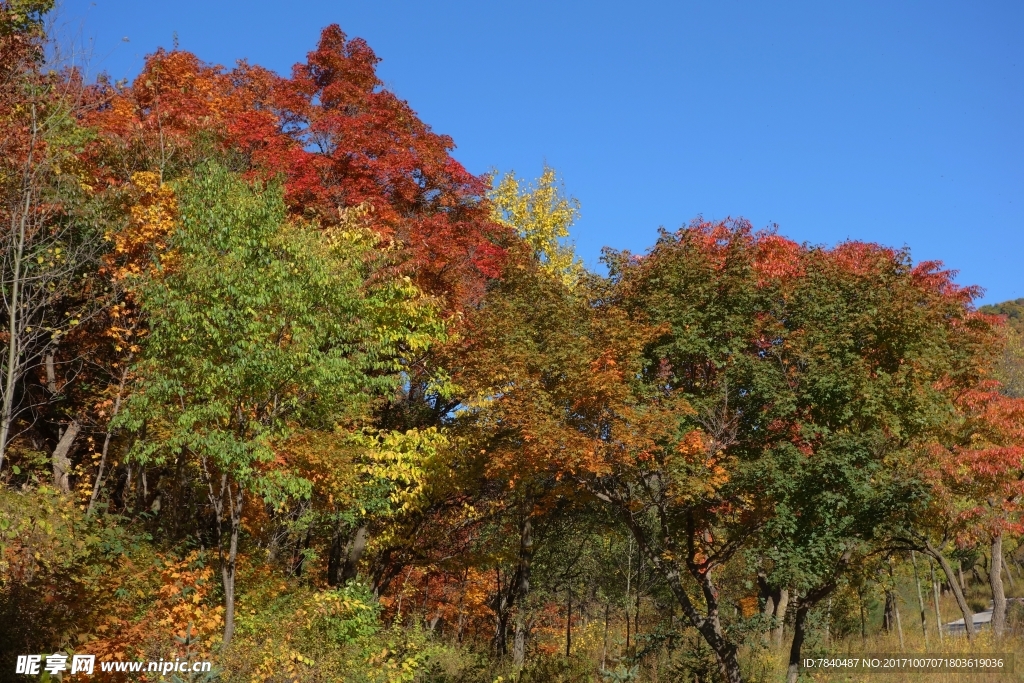 坝上围场秋天枫叶白桦