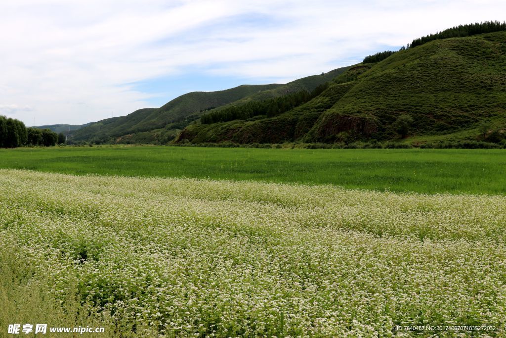 草原坝上花海