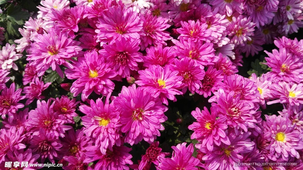 菊花