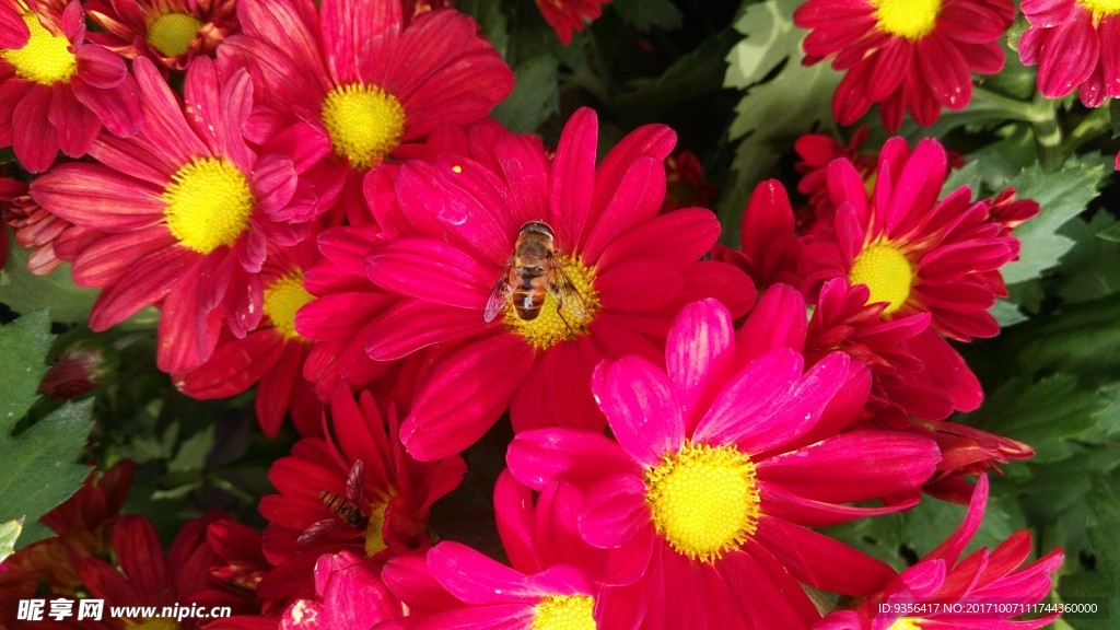 菊花