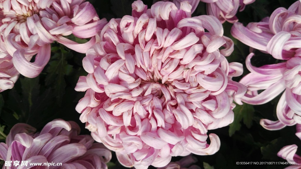 菊花