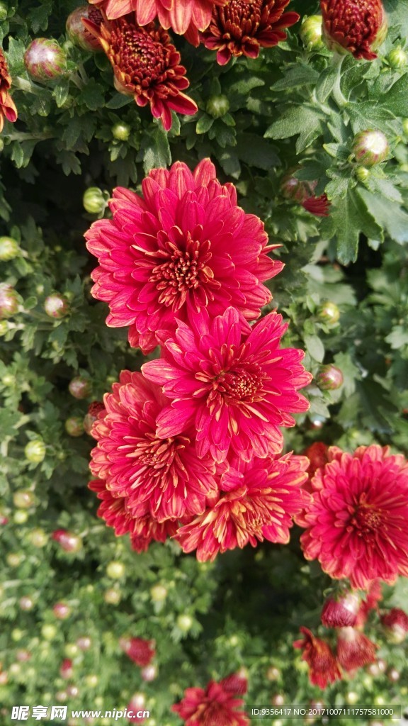 菊花