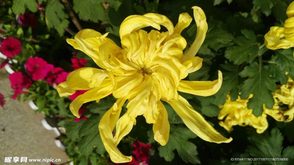 菊花