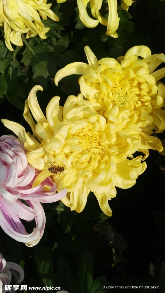 菊花