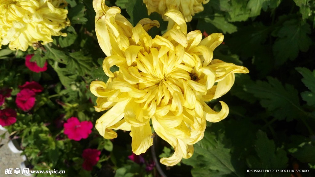 菊花