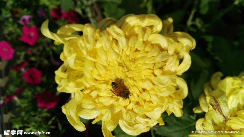 菊花