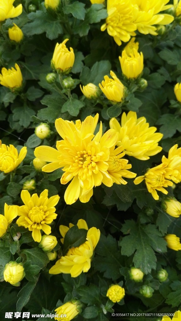 菊花