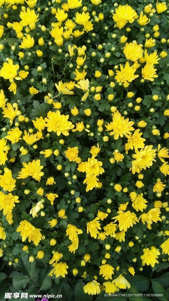 菊花