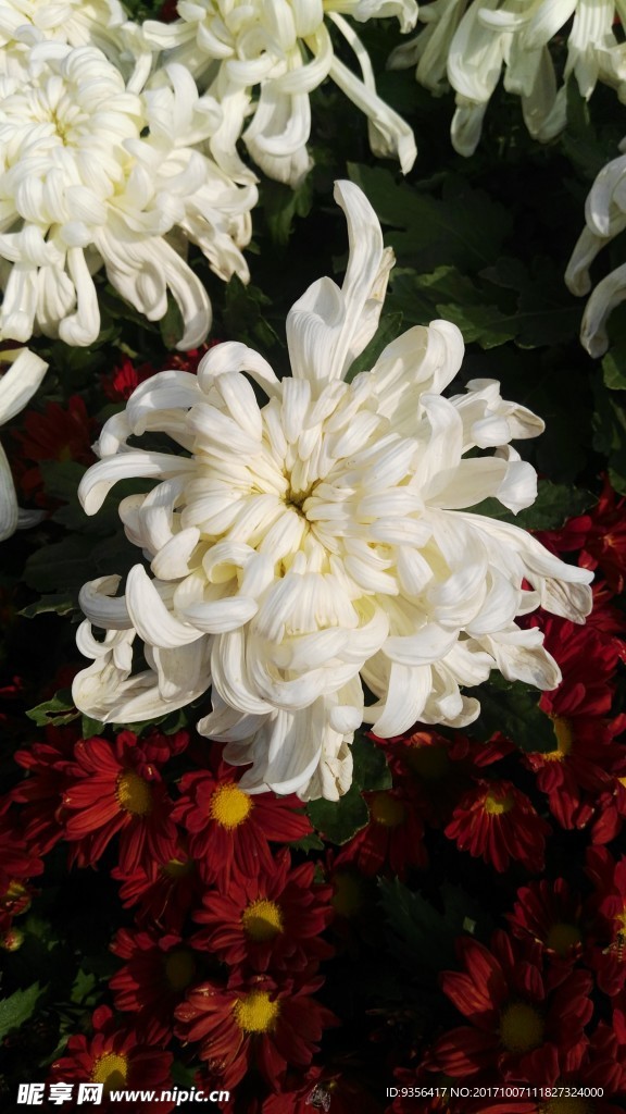 菊花