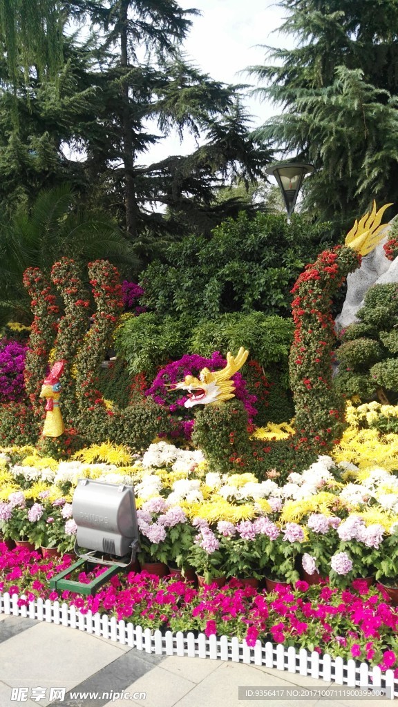 菊花