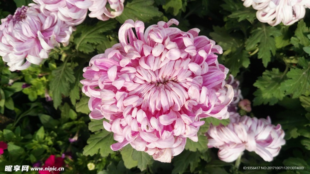 菊花