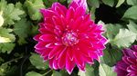 芍药花