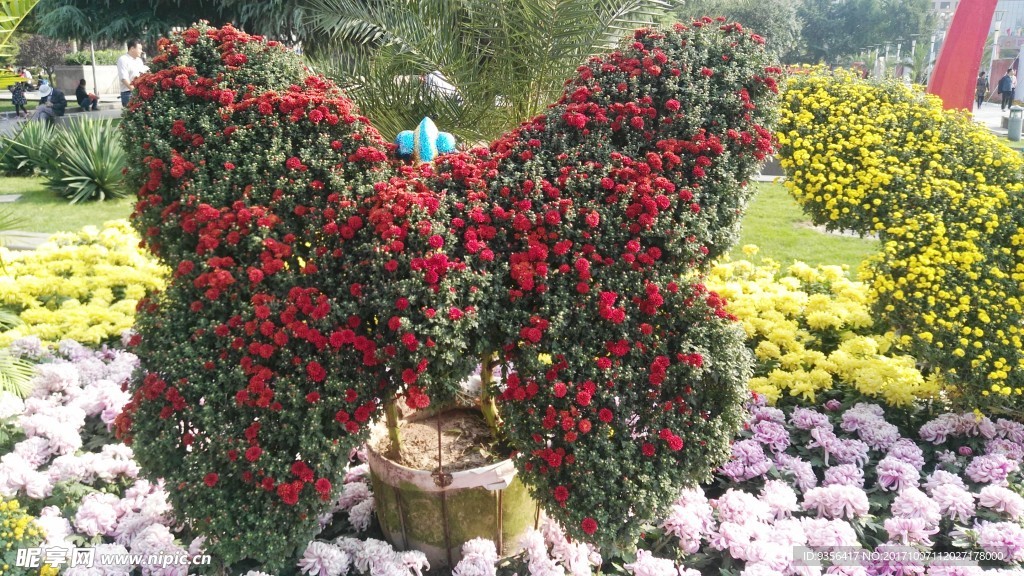 菊花
