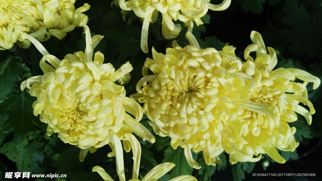 菊花