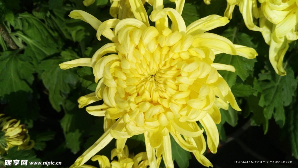 菊花