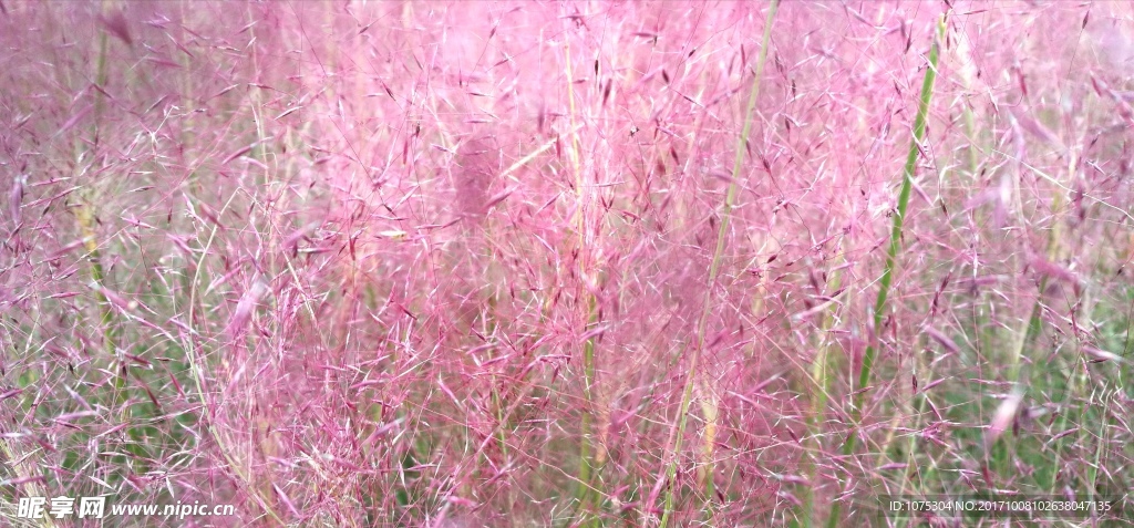 粉黛乱子草