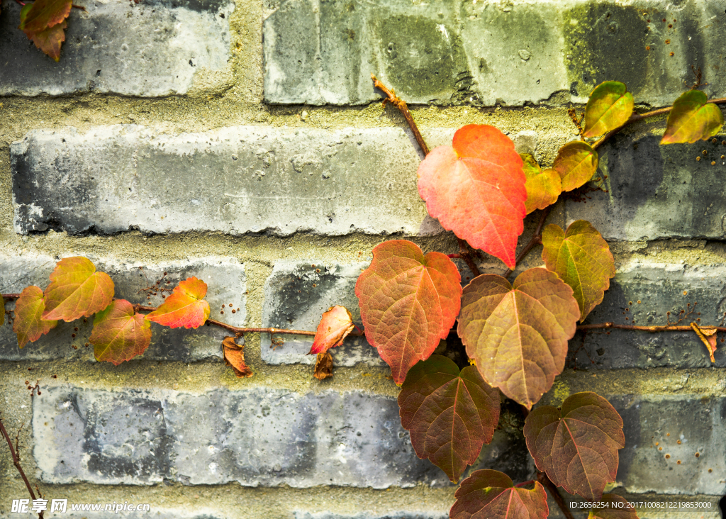 斑驳岁月 墙壁上的叶子