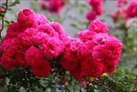 蔷薇花