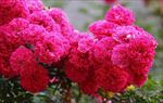 蔷薇花