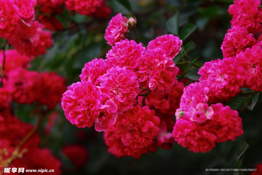 蔷薇花