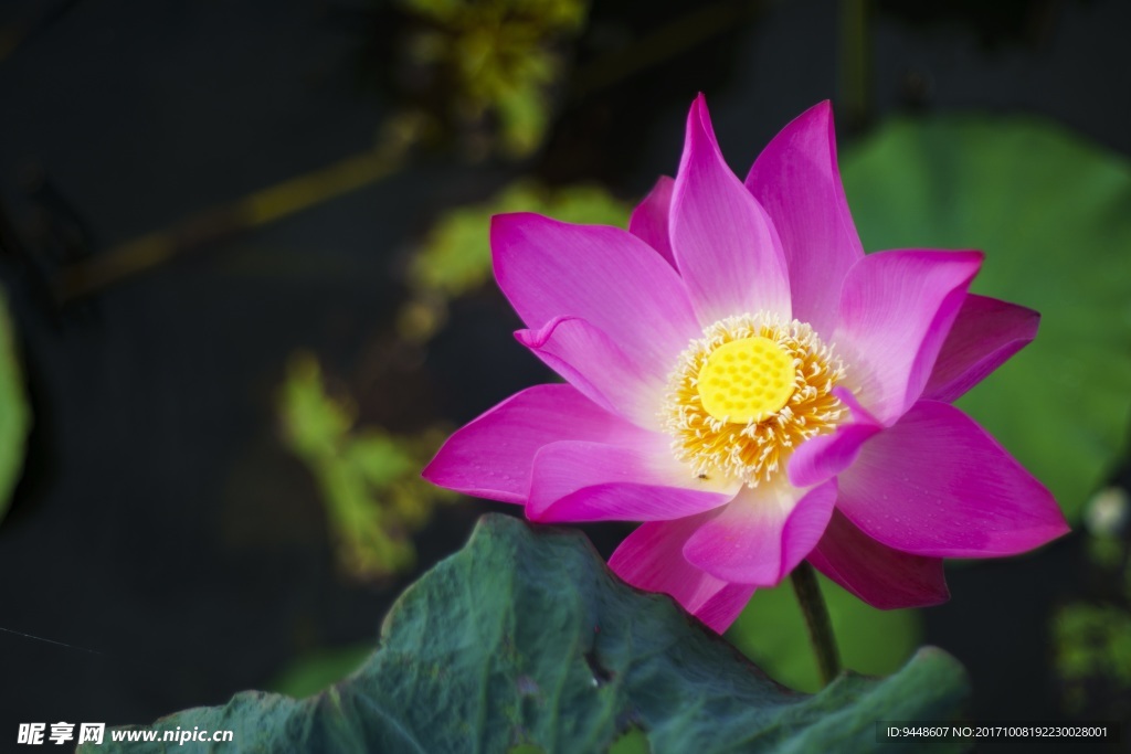 粉红色莲花高清图片