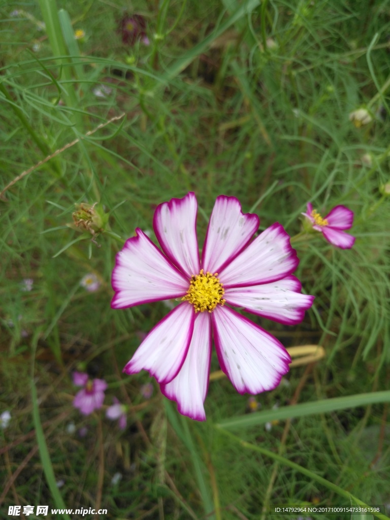 格桑花 波斯菊