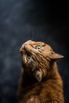 可爱猫咪