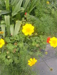 小黄花