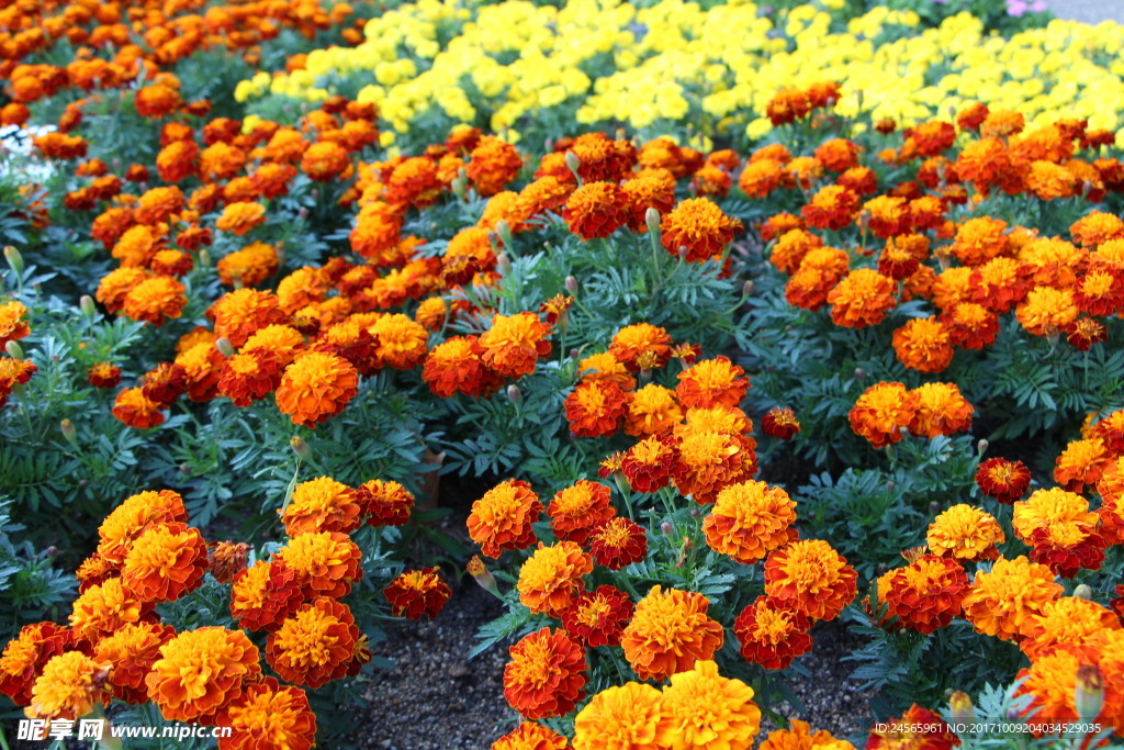 花