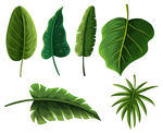 植物树叶