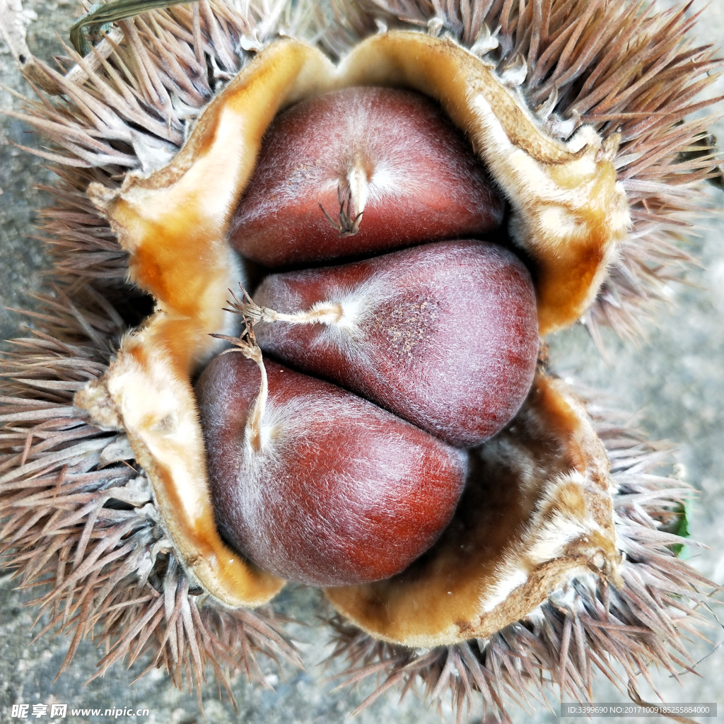 栗子