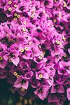 紫色的花朵