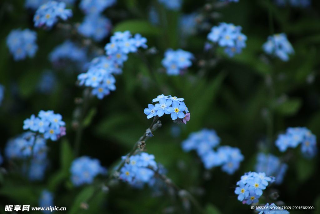 蓝色小花