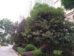 小区绿化