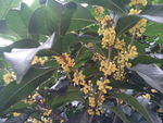 桂花