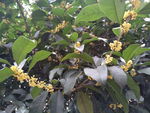 桂花